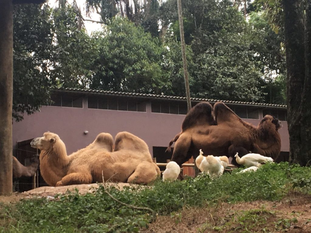 Passeio pelo Zoo Safari